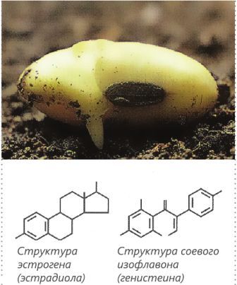 Soya3.jpg