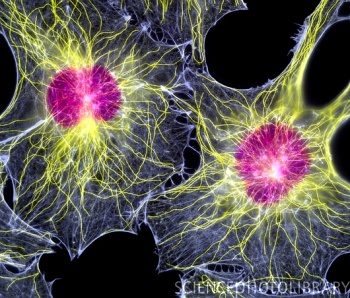 Fibroblast_cells_showing_cytoskeleton.jpg
