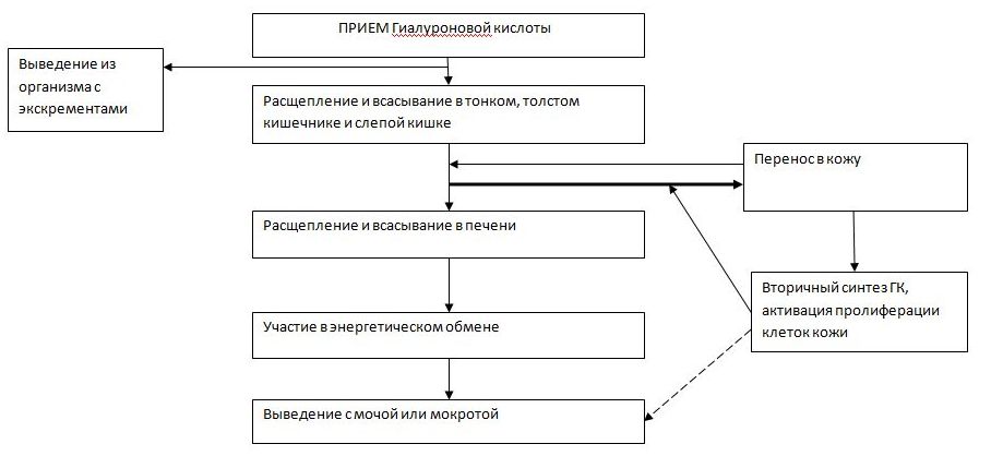 Pharmacocinetics_HA.jpg