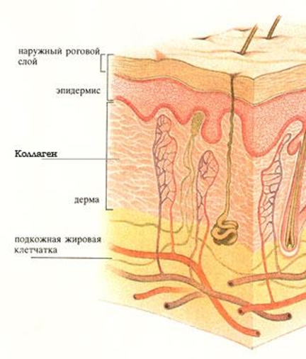 Японский суперколлаген польза и вред